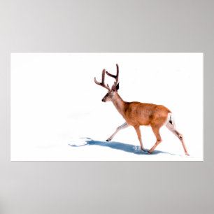 BROWN DEER OP WITTE ACHTERGROND POSTER