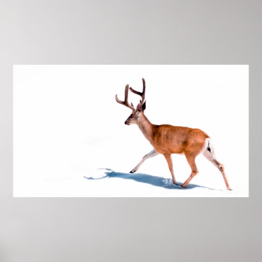 BROWN DEER OP WITTE ACHTERGROND POSTER (Voorkant)