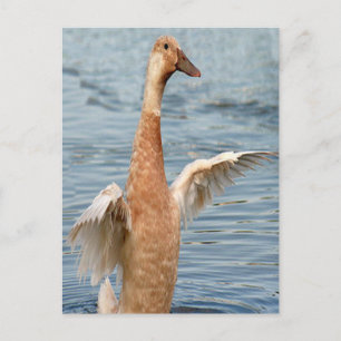 Brown Duck Foto Briefkaart
