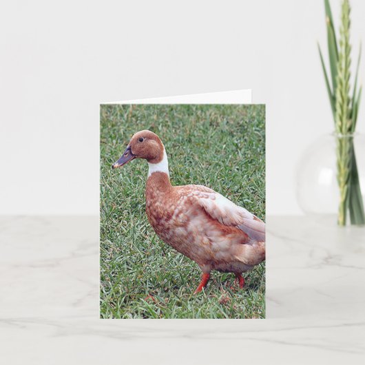 Brown Duck Photo Folded Note Card Notitiekaartje (Voorkant)