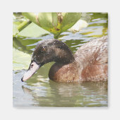 Brown Duck Photo Square Magnet (Voorkant)