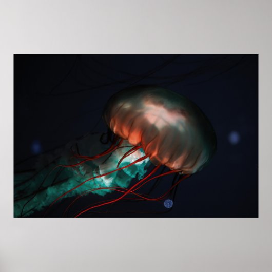 BROWN EN GREEN JELLYFISH POSTER (Voorkant)