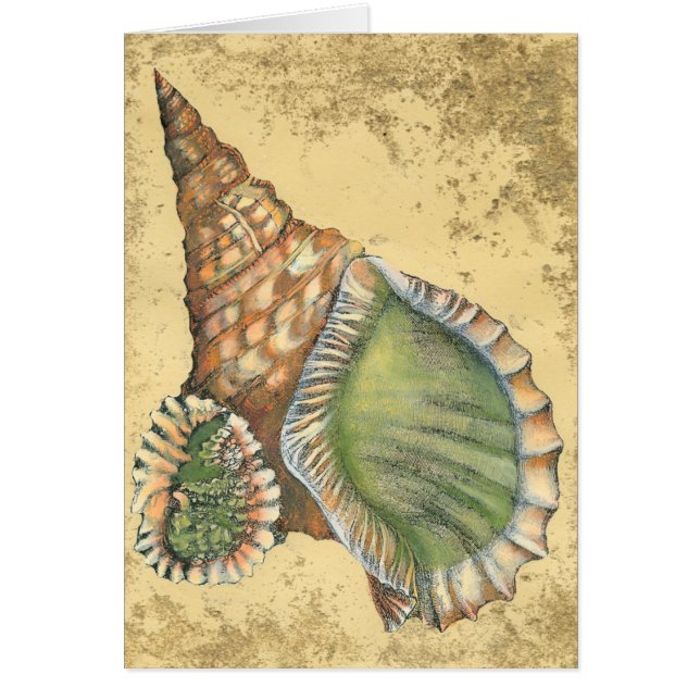 Brown en Green Seashell (Voorkant)