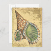 Brown en Green Seashell Briefkaart (Voorkant / Achterkant)