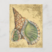 Brown en Green Seashell Briefkaart (Voorkant)