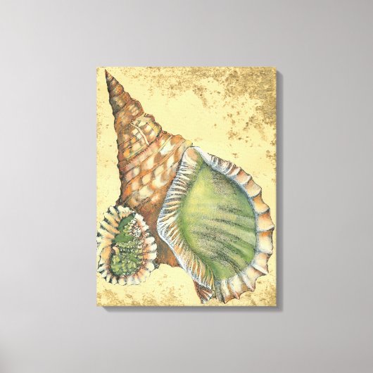 Brown en Green Seashell Canvas Afdruk (Voorkant)