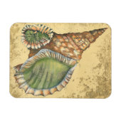 Brown en Green Seashell Magneet (Horizontaal)