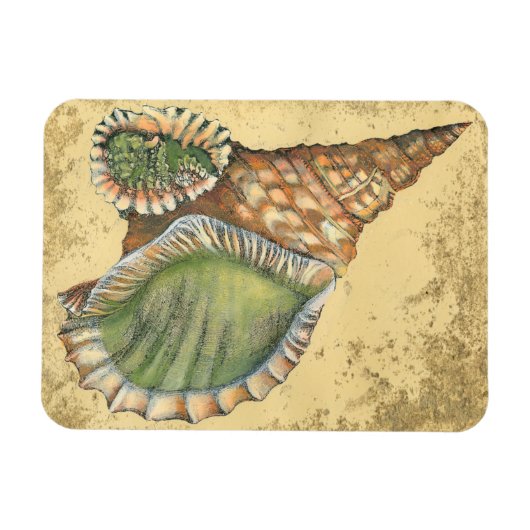 Brown en Green Seashell Magneet (Horizontaal)