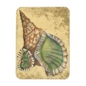 Brown en Green Seashell Magneet (Verticaal)