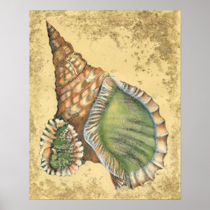 Brown en Green Seashell Poster