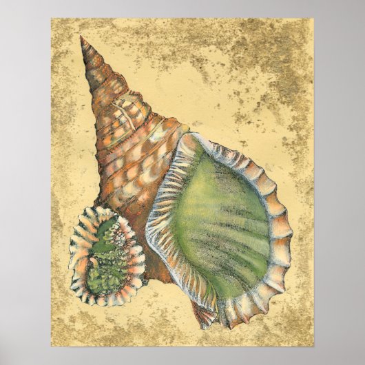 Brown en Green Seashell Poster (Voorkant)