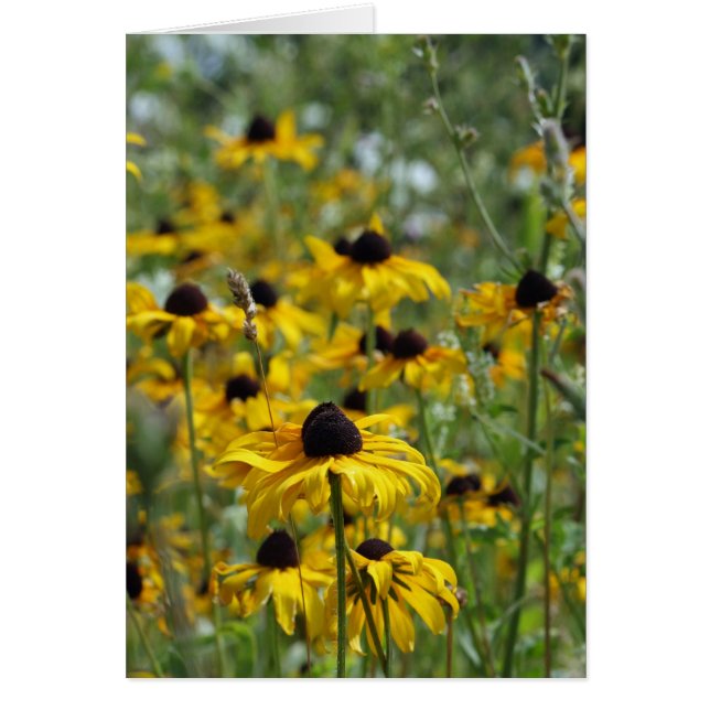 Brown Eyed Susan Card (Voorkant)