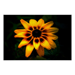 Brown Eyed Susan Flower Perfect Poster