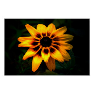 Brown Eyed Susan Flower Perfect Poster