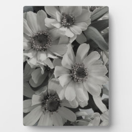 Brown Eyed Susan Flowers Fotoplaat