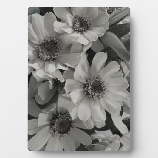 Brown Eyed Susan Flowers Fotoplaat (voorkant)