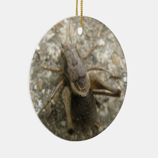 Brown Field Cricket Ornament (Rechts)