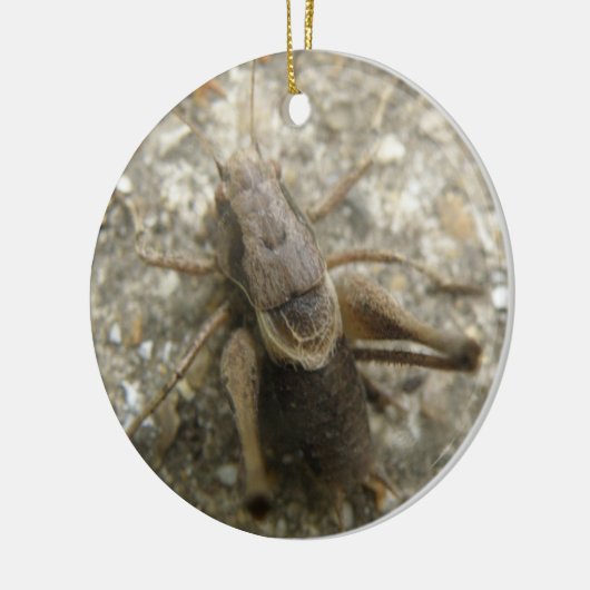 Brown Field Cricket Ornament (Links)