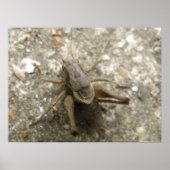Brown Field Cricket Print (Voorkant)