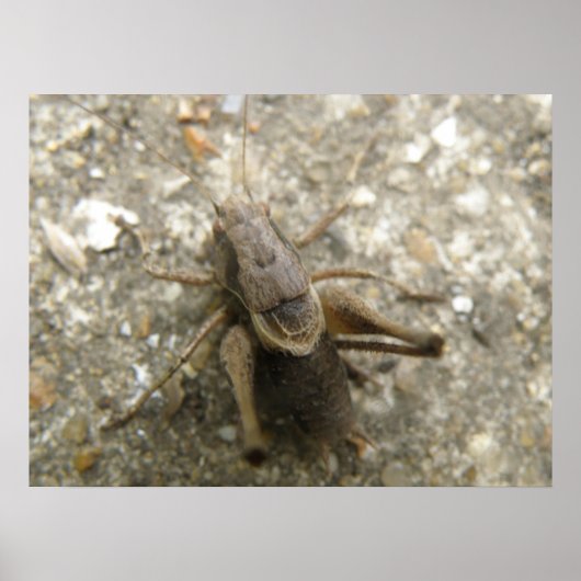 Brown Field Cricket Print (Voorkant)