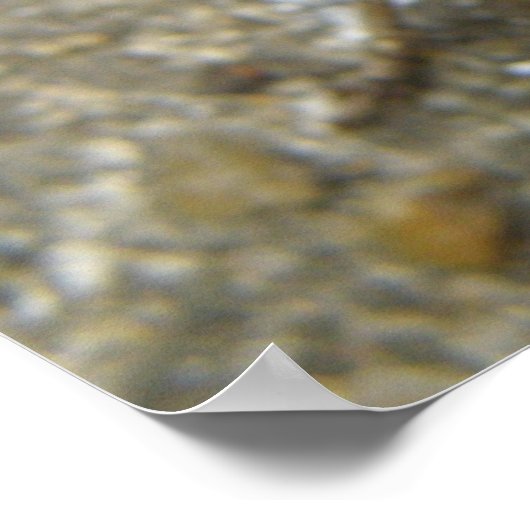 Brown Field Cricket Print (Hoek)