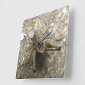 Brown Field Cricket Wall klok (Hoek)