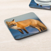 Brown Fox Beverage Coaster Bier Onderzetter (Linkerzijde)