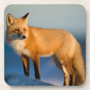 Brown Fox Beverage Coaster Bier Onderzetter