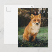Brown Fox Photo Briefkaart (Voorkant / Achterkant)