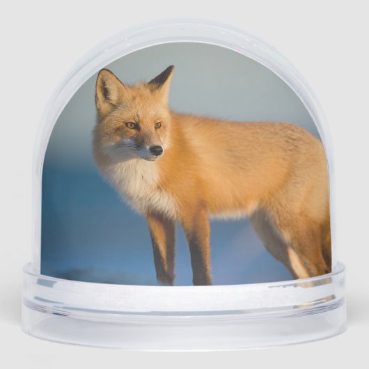 Brown Fox Sneeuwbol (Voorkant)