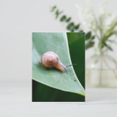 Brown Garden Snagel Briefkaart (Staand voorkant)