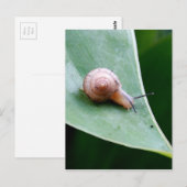 Brown Garden Snagel Briefkaart (Voorkant / Achterkant)
