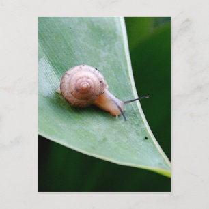 Brown Garden Snagel Briefkaart