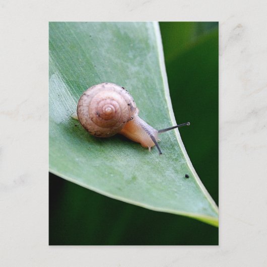 Brown Garden Snagel Briefkaart (Voorkant)