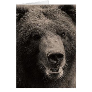 Brown Grizzly Beer Wildlife Foto