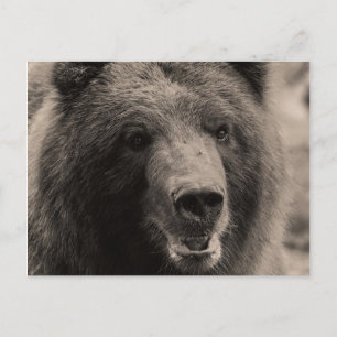 Brown Grizzly Beer Wildlife Foto Briefkaart