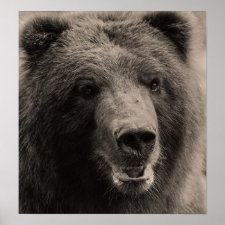 Brown Grizzly Beer Wildlife Foto Poster