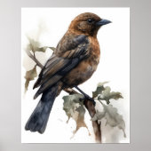 Brown Headed Cowbird Art Print Poster (Voorkant)