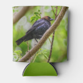 Brown Headed Cowbird Blikjeskoeler (Voorkant)