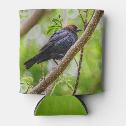 Brown Headed Cowbird Blikjeskoeler (Voorkant)