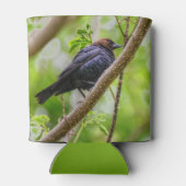 Brown Headed Cowbird Blikjeskoeler (Achterkant)