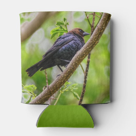 Brown Headed Cowbird Blikjeskoeler (Achterkant)