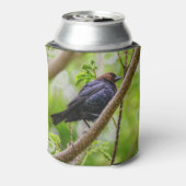 Brown Headed Cowbird Blikjeskoeler (Blikje Achterkant)