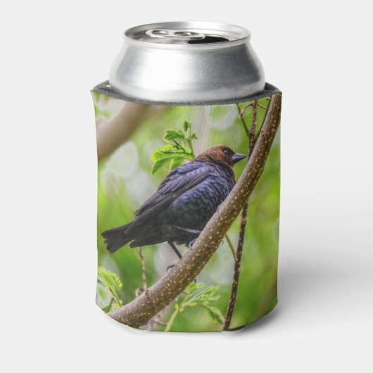 Brown Headed Cowbird Blikjeskoeler (Blikje Achterkant)