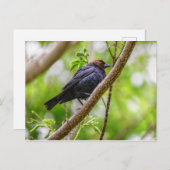 Brown Headed Cowbird Briefkaart (Voorkant / Achterkant)