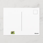 Brown Headed Cowbird Briefkaart (Achterkant)