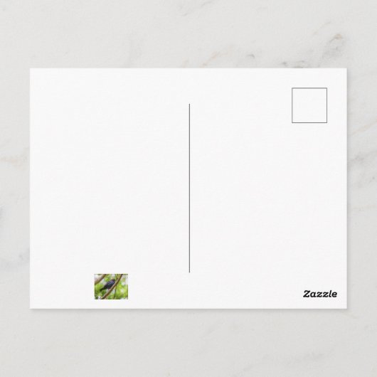 Brown Headed Cowbird Briefkaart (Achterkant)