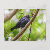 Brown Headed Cowbird Briefkaart (Voorkant)