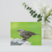 Brown Headed Cowbird Briefkaart (Staand voorkant)
