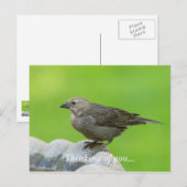 Brown Headed Cowbird Briefkaart (Voorkant / Achterkant)